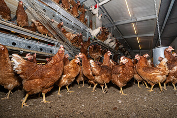 Hennen im inneren eines Hühnermobils, sie verteilen sich auf der Stalleinrichtung oder auf den Boden.