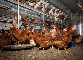 Mobiler Hühnerstall von innen mit vielen Legehennen, Hennen die auf den Boden laufen sind im...