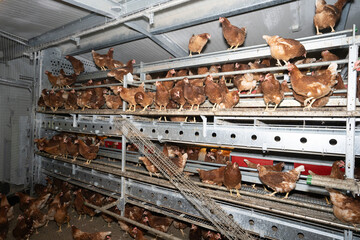 Hennen im inneren eines Hühnermobils, sie verteilen sich auf der Stalleinrichtung oder auf den...