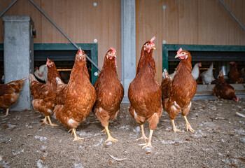 Neugierige Legehennen vor einen Hühnermobil, Freilandhaltung