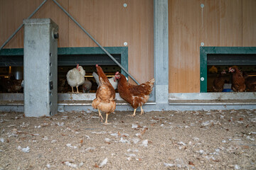 Legehennen vor geöffnete Türen eines Hühnermobiles.