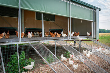 Freilandhaltung: Braune und weiße Legehennen vor einen Mobilen - Hühnerstall.
