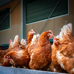 Braune Legehennen vor einen Mobilen - Hühnerstall, Nahaufnahme.