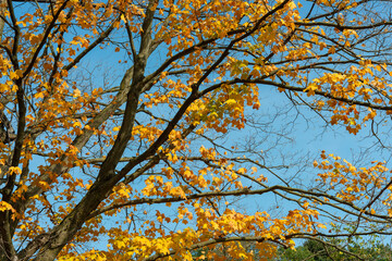 autumn leaves in the sky
