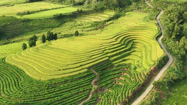 rice field terraces in Tan Uyen, Lai Chau