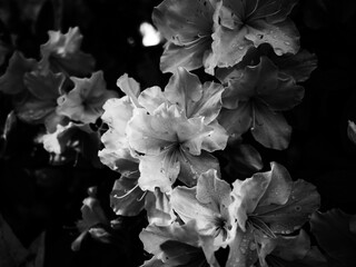 Black and white azalea flower