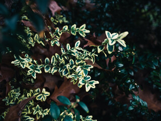 Fototapeta na wymiar Plant leaves