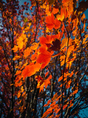 autumn leaves on a tree