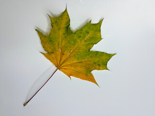 on a white background yellow green autumn maple leaf