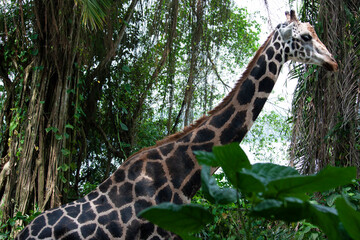 Fototapeta premium giraffe eating grass
