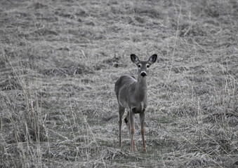 White-tailed deer (Odocoileus virginianus) or Virginia Deer in wooded area in early spring