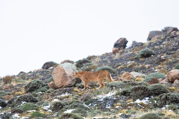 Puma walking in mountain environment, Torres del Paine National Park, Patagonia, Chile.