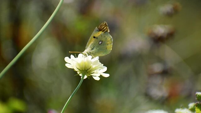 a butterfly sits on a flower
