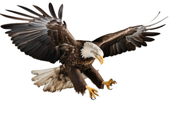 Raptors such as hawks and bald eagles use their powerful talons to hold onto their prey in-flight - obrazy, fototapety, plakaty