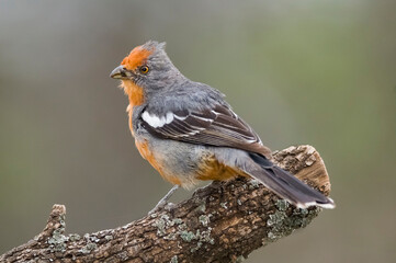 Fototapeta premium White tipped Plantcutter, Phytotoma rutila, La Pampa, Argentina