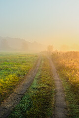 Country road in a meadow on a summer sunny foggy morning. Trees in the fog