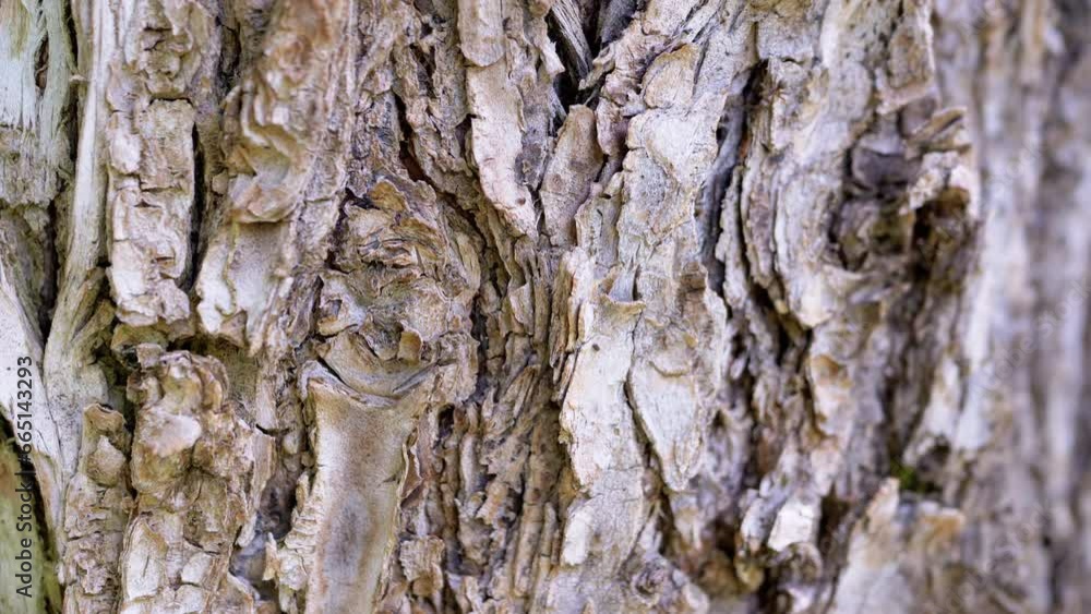 Poster close up, brown bark of an old dry tree with crawling ants. pine. camera movement along a tree trunk