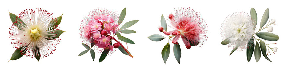 Eucalyptus Flower Hyperrealistic Highly Detailed Isolated On Transparent Background Png File