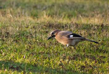 the beautiful Garrulus glandarius looking for food