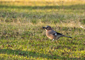 the beautiful Garrulus glandarius looking for food