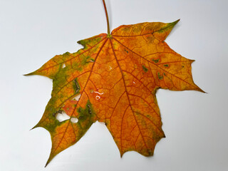 on a white background golden autumn maple leaf