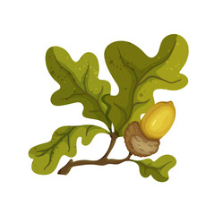 Autumn oak branch with leaves and acorns. Vector graphics.