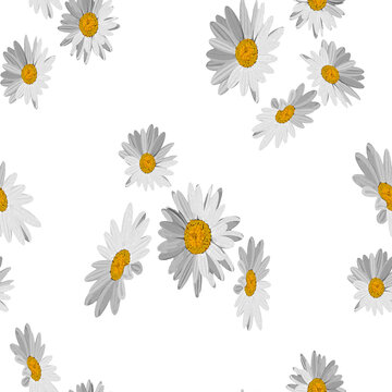 Seamless daisy flowers, floral pattern, white flowers pattern.