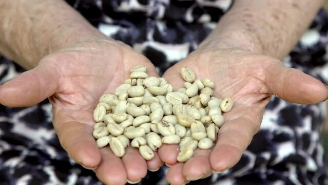 Woman's hands holding dry coffee beans 