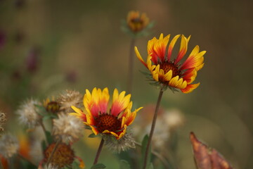 red and yellow flower