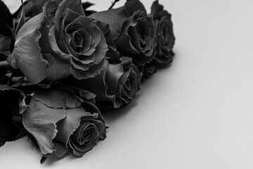 Black roses on a white background. Black and white photo. The flowers are arranged in a diagonal line across the image and they are in full bloom with many petals. 