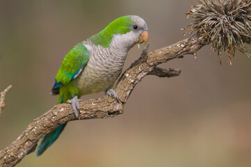 Parakeet perched on a branch of Calden , La Pampa, Patagonia, Argentina