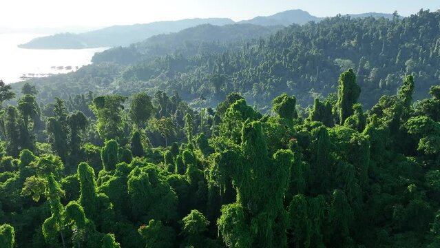 The green canopy of a lush rainforest covers the island of Waigeo, Raja Ampat, in eastern Indonesia. Indonesia harbors the world's third largest area of rainforest.