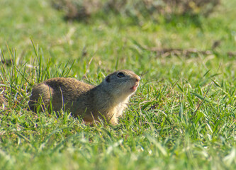 Naklejka na ściany i meble beautiful Spermophilus citellus in spring in the sun