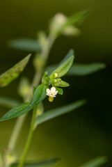 Macrophotographie de fleur sauvage - Grémil officinal - Lithospermum officinale