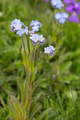 Macrophotographie de fleur sauvage - 