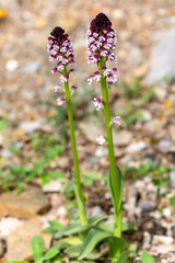 Macrophotographie de fleur sauvage - Orchis brûlé - Neotinea ustulata