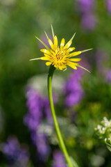 Macrophotographie de fleur sauvage - Salsifis douteux - Tragopogon dubius