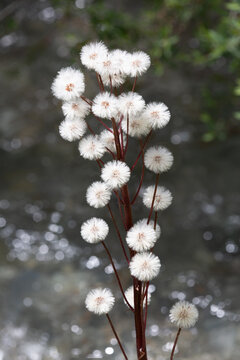 Macrophotographie de fleur sauvage - Pétasite blanc de neige - Petasites paradoxus