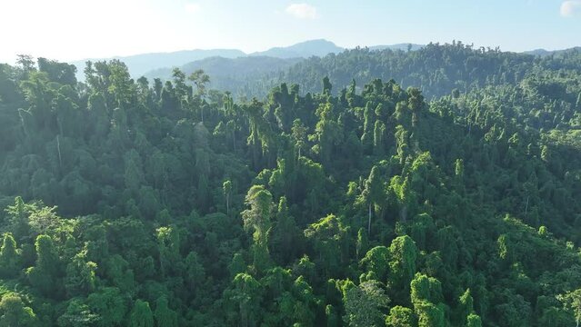 The green canopy of a lush rainforest covers the island of Waigeo, Raja Ampat, in eastern Indonesia. Indonesia harbors the world's third largest area of rainforest.
