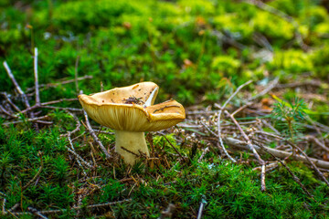 Fototapete bei efototapeten.de bestellen   