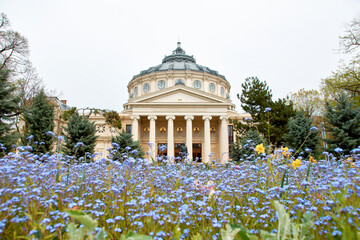 The Romanian Athenaeum in Bucharest in the spring - obrazy, fototapety, plakaty