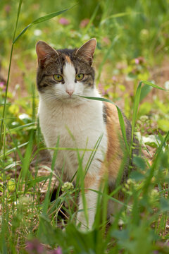 photos of beautiful cats in the garden