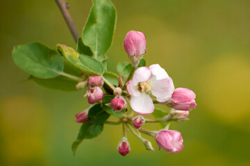 beautiful photos from the garden with apple flowers 5