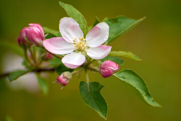 beautiful photos from the garden with apple flowers 6