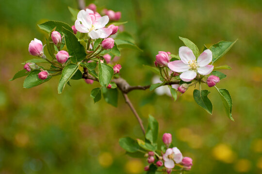 beautiful photos from the garden with apple flowers 7