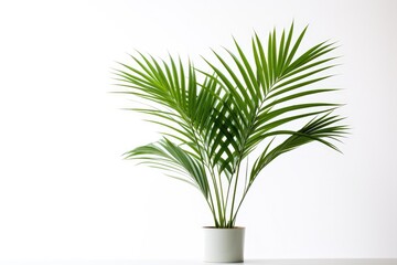 A lush, green potted palm plant with tropical foliage against a white background, enhancing interior beauty. - obrazy, fototapety, plakaty