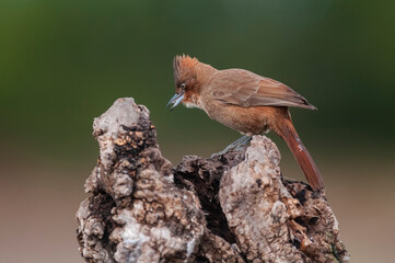 Brown cacholote , in Pampas forest environment, La Pampa province, Patagonia , Argentina