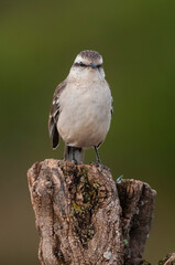 White banded mokingbird in Calden Forest environment, Patagonia forest, Argentina.
