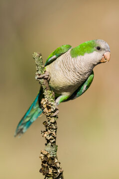 Parakeet perched on a branch of Calden , La Pampa, Patagonia, Argentina