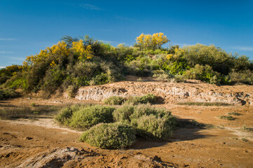 Chañar tree in Calden forest, bloomed in spring,La Pampa,Argentina